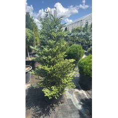 Пихта корейская...