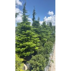 Пихта корейская (Abies... 2