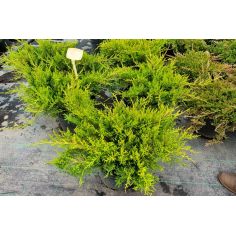 Можжевельник средний "Old...