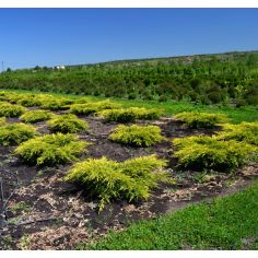 Можжевельник средний "Gold...