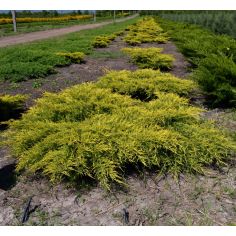 Можжевельник средний "Gold... 2