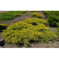 Можжевельник пфицериана Олд...