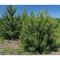 Сосна крымская (Pinus...