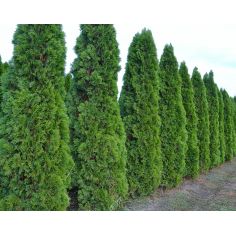 Туя западная  Смарагд... 2