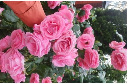 Купить розы флорибунда в Харькове – Green Angels