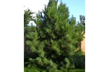 Сосна (Pinus)