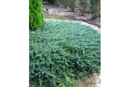 Купить Можжевельники (Juniperus) в Харькове - Green Angels