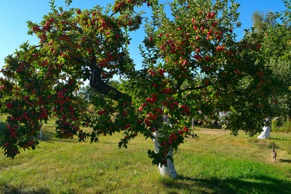 Плодовые деревья